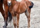 Quarter Horse Hengstfohlen von Sheza Royal Lea