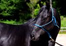 Quarter Horse Deckhengst Tolo Par Olena