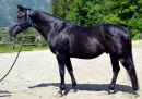 Quarter Horse Deckhengst Tolo Par Olena