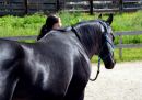 Quarter Horse Deckhengst Tolo Par Olena