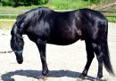 Quarter Horse Deckhengst Tolo Par Olena