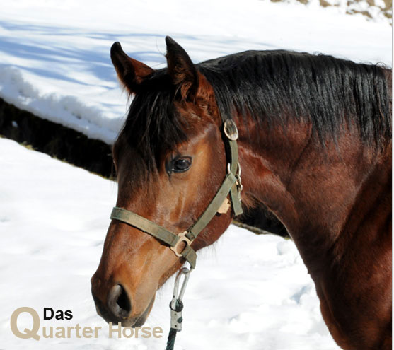 Das Quarter Horse