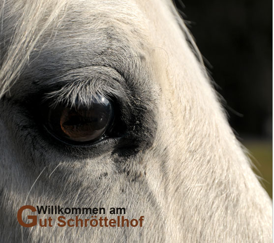 Gut Schröttelhof - Zucht und Verkauf von Shagya Araber und Quarter Horse