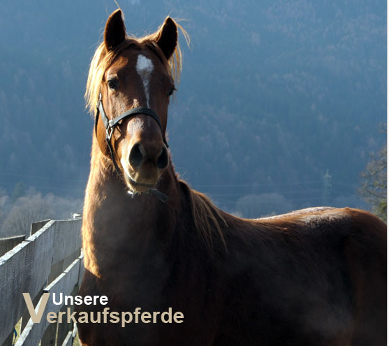 Verkaufspferde Shagya Araber und Quarter Horse